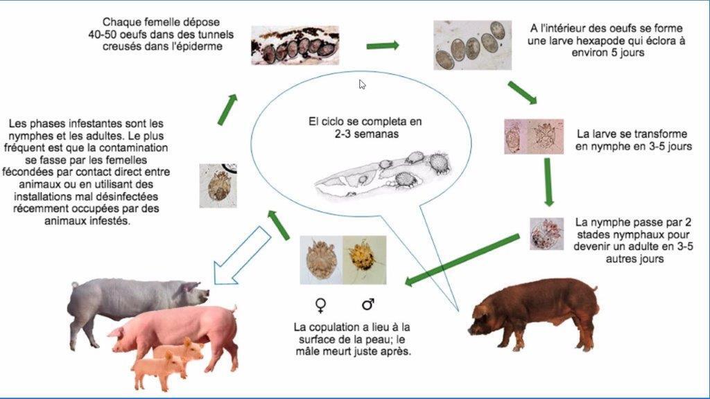 Cycle biologique de Sarcoptes scabiei