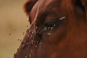 photo vache mouches